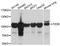 Frizzled Class Receptor 6 antibody, abx125860, Abbexa, Western Blot image 