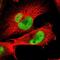 Junctophilin 1 antibody, NBP1-83076, Novus Biologicals, Immunocytochemistry image 