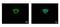Glutathione S-Transferase Kappa 1 antibody, NBP2-16685, Novus Biologicals, Immunofluorescence image 