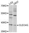 C-Type Lectin Domain Family 4 Member G antibody, abx125687, Abbexa, Western Blot image 