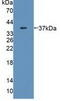 Malate Dehydrogenase 2 antibody, abx131333, Abbexa, Western Blot image 