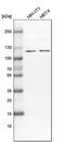 Espin antibody, PA5-55941, Invitrogen Antibodies, Western Blot image 