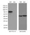 Tubulin Tyrosine Ligase Like 12 antibody, M14589, Boster Biological Technology, Western Blot image 