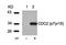 Cyclin Dependent Kinase 1 antibody, orb14934, Biorbyt, Western Blot image 