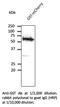 Glutathione-S-Transferase Tag antibody, AB9929-200, SICGEN, Western Blot image 