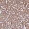 Acyl-CoA Synthetase Medium Chain Family Member 2A antibody, PA5-63470, Invitrogen Antibodies, Immunohistochemistry frozen image 