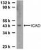 DNA Fragmentation Factor Subunit Alpha antibody, NBP1-77010, Novus Biologicals, Western Blot image 