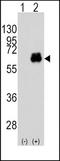 c-Myc antibody, TA302042, Origene, Western Blot image 