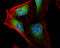 Actin Related Protein 2 antibody, GTX103311, GeneTex, Immunofluorescence image 