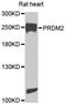 PR/SET Domain 2 antibody, STJ111300, St John