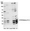 H1 Histone Family Member 0 antibody, A305-019A, Bethyl Labs, Western Blot image 