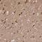 Neuroglobin antibody, NBP2-49287, Novus Biologicals, Immunohistochemistry frozen image 