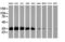 Exosome Component 7 antibody, M11141, Boster Biological Technology, Western Blot image 