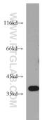 Beta-1,3-Galactosyltransferase 6 antibody, 55049-1-AP, Proteintech Group, Western Blot image 