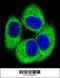 Testis Specific Serine Kinase 4 antibody, 55-734, ProSci, Immunofluorescence image 