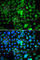 Nucleosome Assembly Protein 1 Like 3 antibody, A7202, ABclonal Technology, Immunofluorescence image 