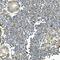BH3 Interacting Domain Death Agonist antibody, M00730-1, Boster Biological Technology, Immunohistochemistry frozen image 