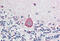 Homeobox A10 antibody, MBS248400, MyBioSource, Immunohistochemistry frozen image 