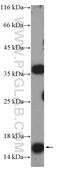 Mediator Complex Subunit 10 antibody, 15196-1-AP, Proteintech Group, Western Blot image 