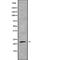 NFKB Inhibitor Interacting Ras Like 1 antibody, abx217182, Abbexa, Western Blot image 