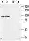 Stromal Interaction Molecule 2 antibody, BML-SA677-0050, Enzo Life Sciences, Western Blot image 