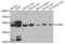 Cyclin A2 antibody, LS-C349281, Lifespan Biosciences, Western Blot image 