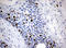KI-67 antibody, CF802545, Origene, Immunohistochemistry frozen image 