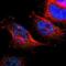 CD300a Molecule antibody, NBP1-84431, Novus Biologicals, Immunofluorescence image 