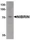 Nibrin antibody, PA5-34384, Invitrogen Antibodies, Western Blot image 