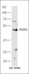 Transcription Factor Dp Family Member 3 antibody, orb100040, Biorbyt, Western Blot image 
