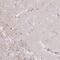 Inositol Hexakisphosphate Kinase 3 antibody, NBP2-33689, Novus Biologicals, Immunohistochemistry frozen image 