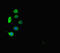 MPL Proto-Oncogene, Thrombopoietin Receptor antibody, LS-C678675, Lifespan Biosciences, Immunofluorescence image 