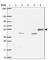 TRNA Splicing Endonuclease Subunit 54 antibody, HPA053097, Atlas Antibodies, Western Blot image 