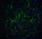 Ribosomal Protein SA antibody, 7605, ProSci, Immunofluorescence image 