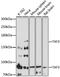 TATA-Box Binding Protein Associated Factor 3 antibody, 16-926, ProSci, Western Blot image 
