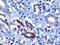 F-Box And WD Repeat Domain Containing 2 antibody, PA5-18189, Invitrogen Antibodies, Immunohistochemistry frozen image 