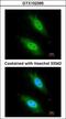 Caspase Recruitment Domain Family Member 8 antibody, GTX102395, GeneTex, Immunocytochemistry image 