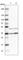 F-Box And Leucine Rich Repeat Protein 8 antibody, HPA035588, Atlas Antibodies, Western Blot image 