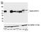 Nectin Cell Adhesion Molecule 2 antibody, A700-071, Bethyl Labs, Western Blot image 