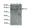 MDM4 Regulator Of P53 antibody, PA1-27958, Invitrogen Antibodies, Western Blot image 