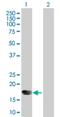 Interferon Alpha 6 antibody, H00003443-D01P, Novus Biologicals, Western Blot image 