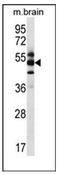 COP9 signalosome complex subunit 1 antibody, AP51934PU-N, Origene, Western Blot image 