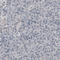 Glutamate Decarboxylase 1 antibody, AMAb91076, Atlas Antibodies, Immunohistochemistry paraffin image 
