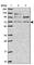 Lymphocyte Antigen 9 antibody, HPA050917, Atlas Antibodies, Western Blot image 