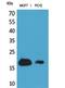 Interferon Induced Transmembrane Protein 1 antibody, STJ96843, St John