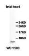 HOP Homeobox antibody, orb77769, Biorbyt, Western Blot image 