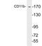 CD11b antibody, LS-C199789, Lifespan Biosciences, Western Blot image 