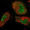 TRAF-Type Zinc Finger Domain Containing 1 antibody, HPA039254, Atlas Antibodies, Immunofluorescence image 