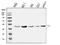 MAX Dimerization Protein MLX antibody, A03087-2, Boster Biological Technology, Western Blot image 