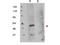 FKBP Prolyl Isomerase 8 antibody, NB110-85535, Novus Biologicals, Western Blot image 